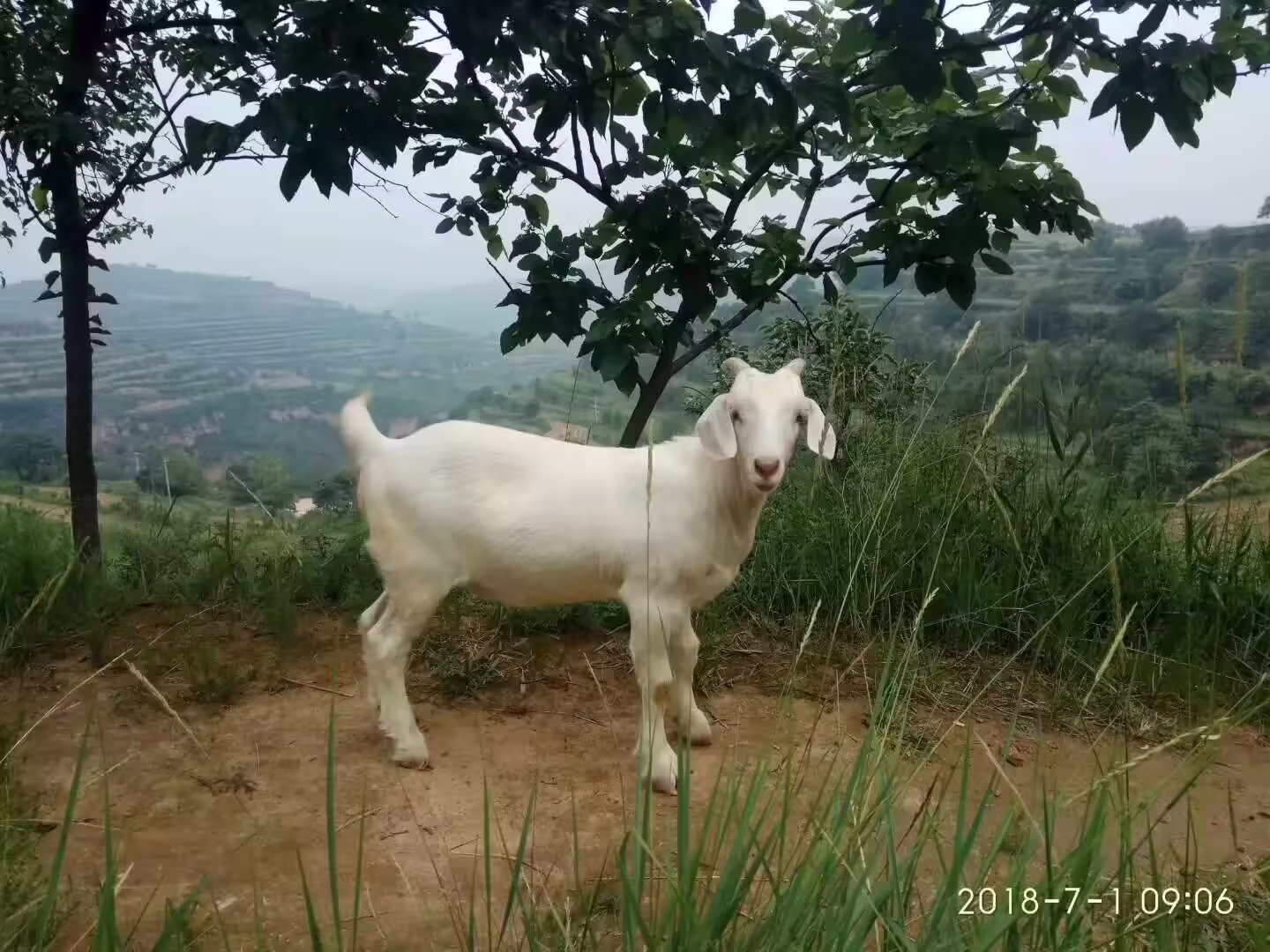 文章图片CLS问题